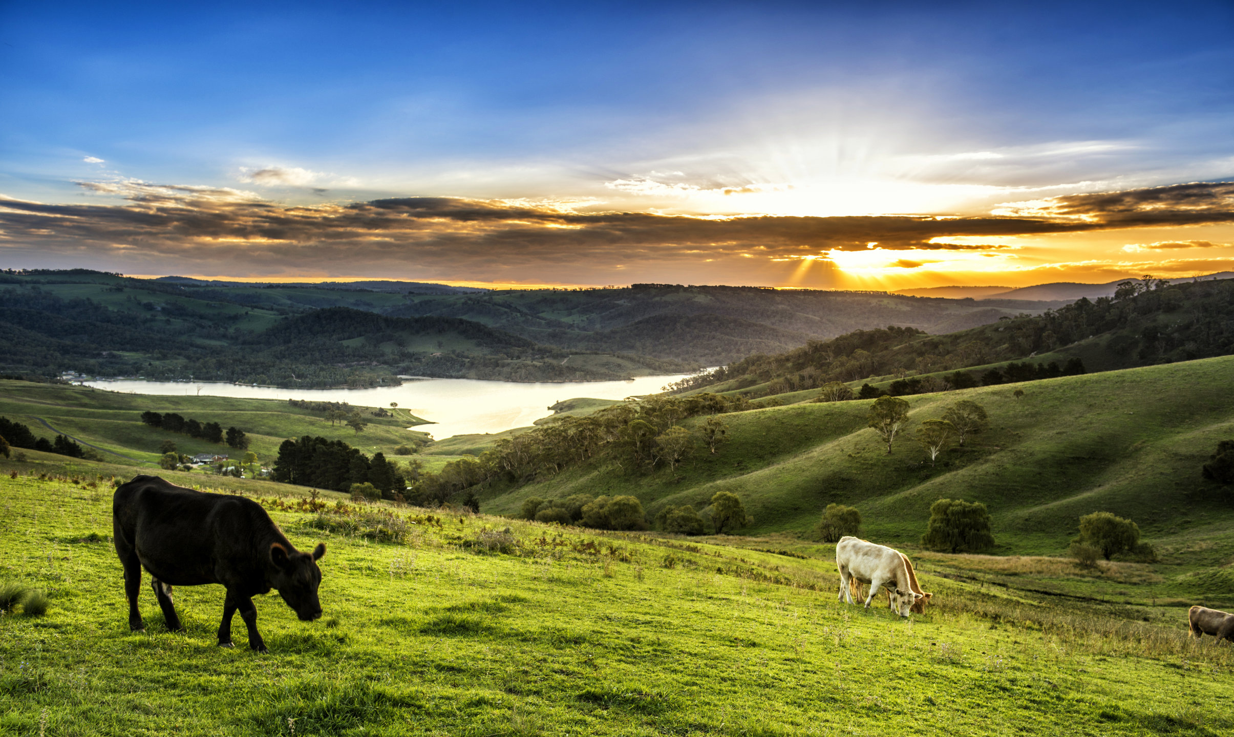 Cow farm in Lithgow Australia