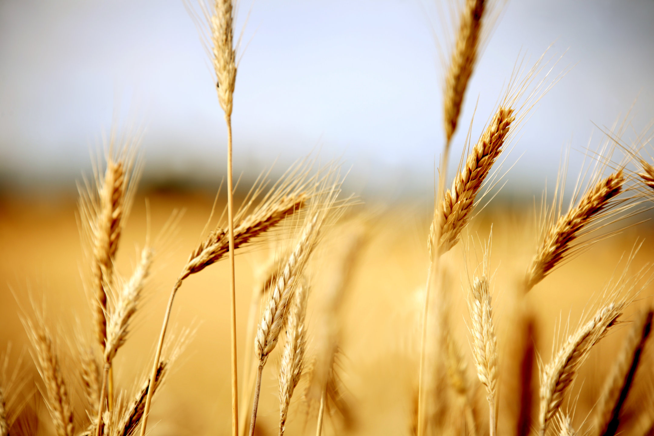 Golden wheat in a field that is ready to be cropped